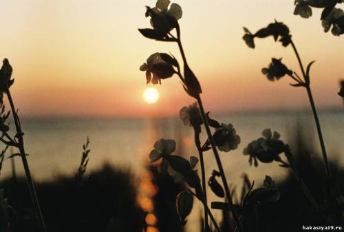 Фото Цветы на закате
