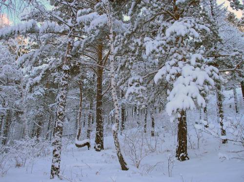 Фото В зимнем лесу