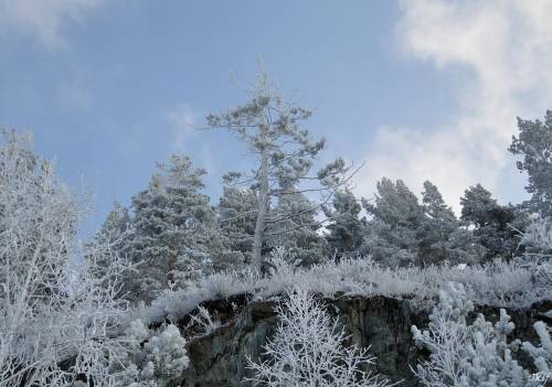 Фото Зима в лесу