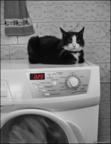 Фото Повелитель стиральных машин...